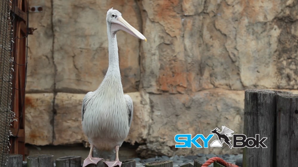 East London Aquarium Video Profiling Skybok South Africa