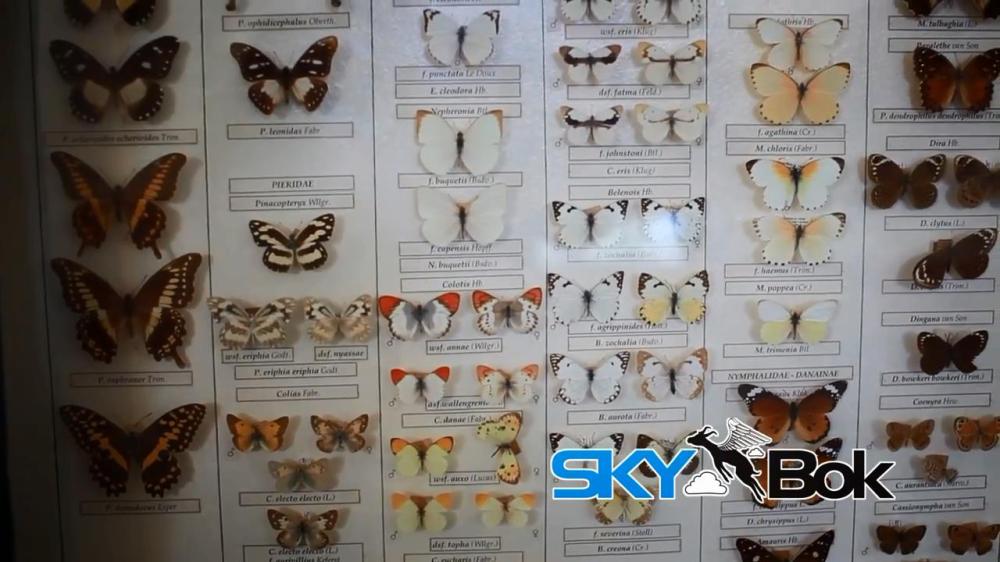 Skybok- Albany Museum (Grahamstown, South Africa).mp4_snapshot_00.34_[2014.03.03_14.24.25]