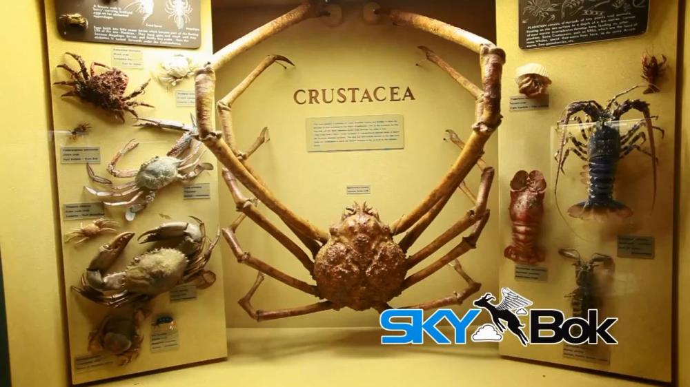 Skybok- Albany Museum (Grahamstown, South Africa).mp4_snapshot_01.05_[2014.03.03_14.25.10]