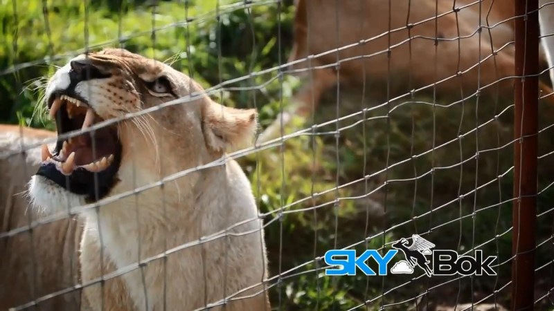 Seaview Lion Park