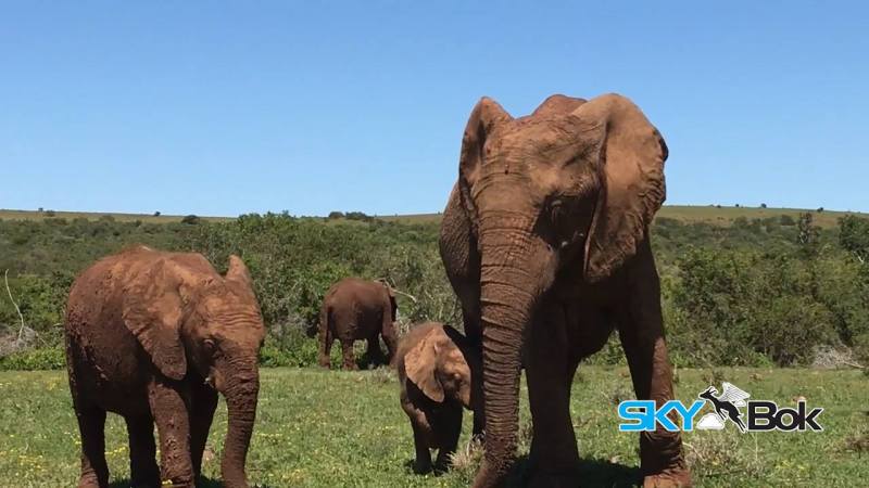 Skybok Films Addo Elephant National Park, South&nbsp;Africa