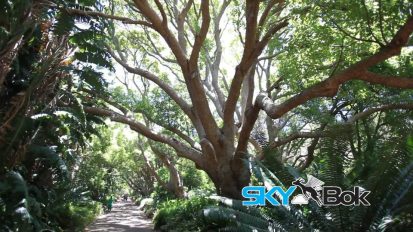 Kirstenbosch Gardens